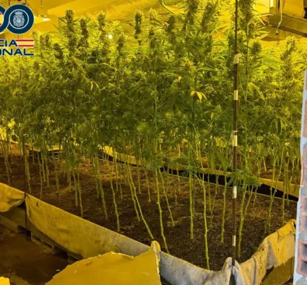 Desmantelada una plantación de marihuana de más de 1.500 metros