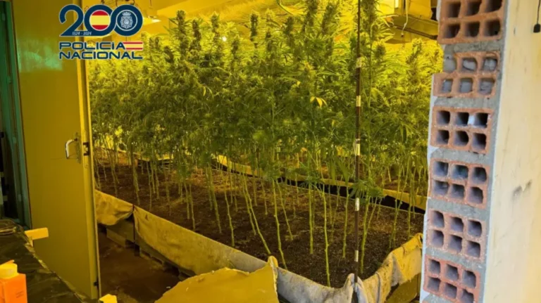 Desmantelada una plantación de marihuana de más de 1.500 metros