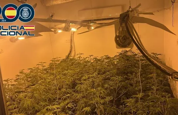 Hallan más de 280 plantas de marihuana en tres plantaciones en Sanlúcar